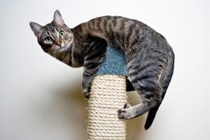 climbing-cat[1]